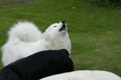 ​狗狗发出“嗷呜”的声音代表什么呢，原来跟我们的想象并不一样！