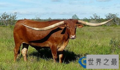 ​动物世界：牛角最长的牛打破世界纪录