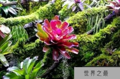 ​最知名的十大热带雨林植物，鹿角蕨上榜，第八被誉为世界花王