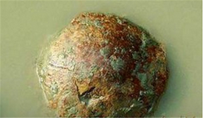 河南发现人类化石 河南发现人类化石