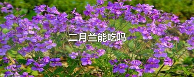 ​二月兰能吃吗