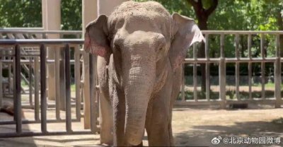 ​官方确认：突然倒地，抢救无效离世