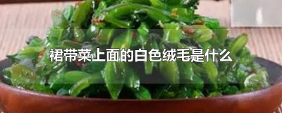 ​裙带菜上面的白色绒毛是什么