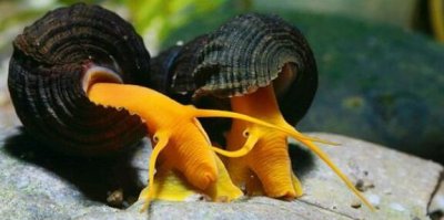 ​观赏螺终于集齐了，快看看有你喜欢的没