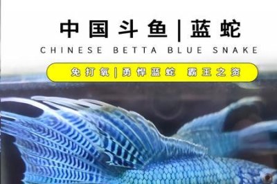 ​斗鱼蓝叉和普叉的区别