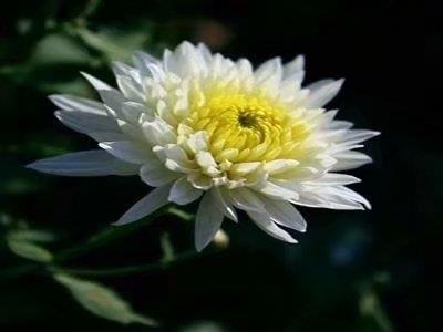 中国四大名菊你认得吗