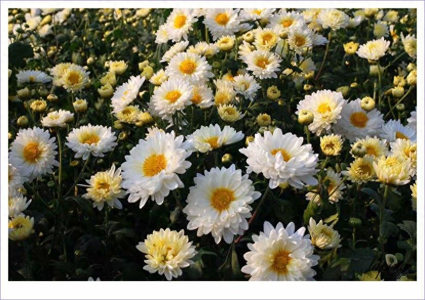 中国四大名菊你认得吗