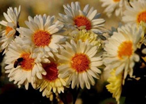 中国四大名菊你认得吗