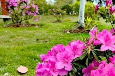 ​杜鹃啼血的典故