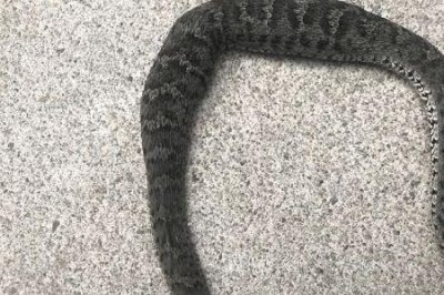 ​三步蛇和五步蛇的区别