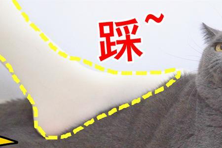 踩到猫咪肚子有事吗