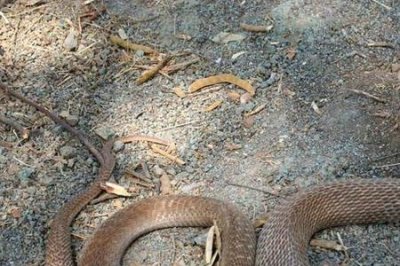 ​广东本地蛇品种