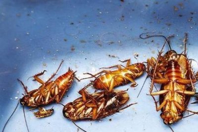 ​臭虫与蟑螂图片对比