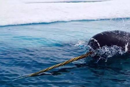 独角鲸保护级别