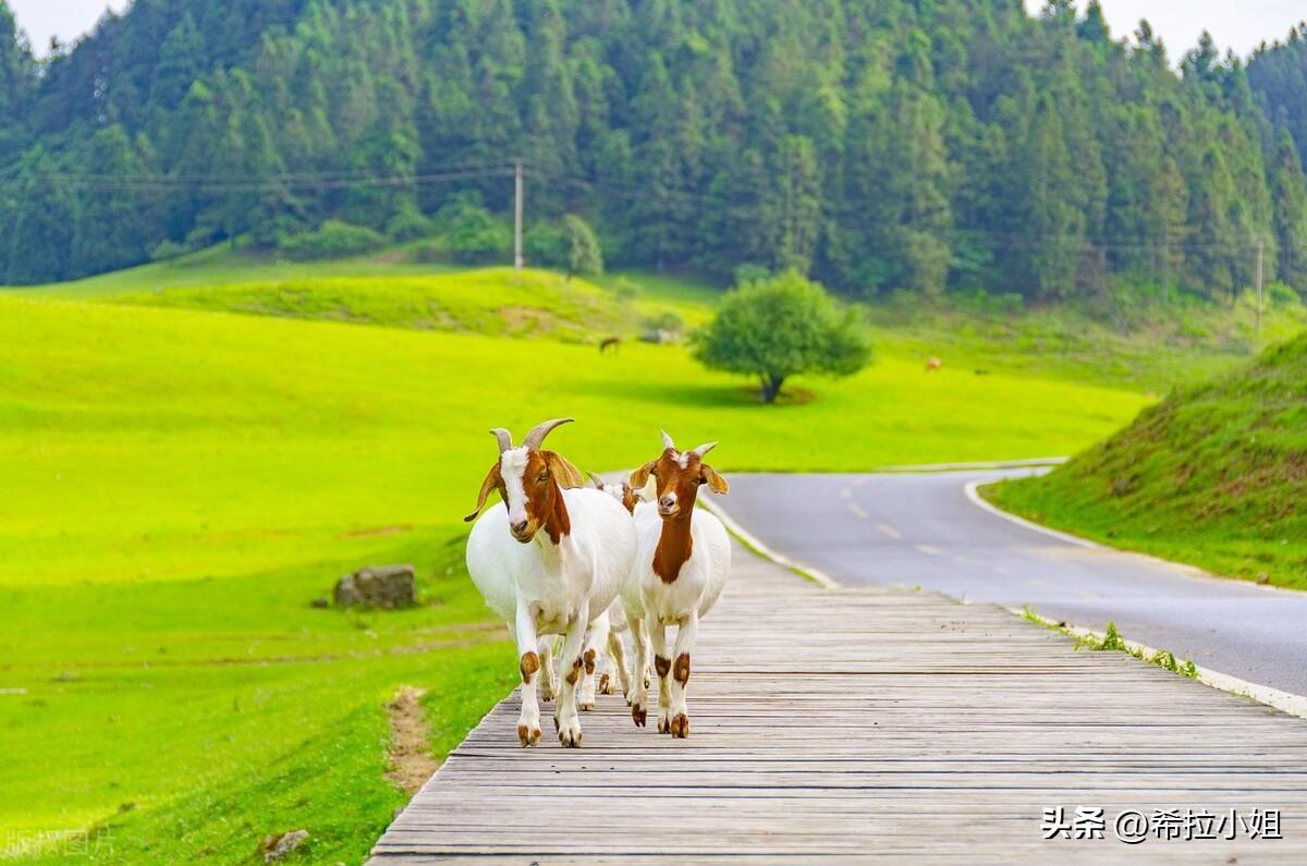 武隆旅游景点有哪些(武隆旅游攻略必去景点推荐)