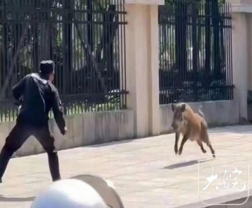 ​野猪闯进高校，保安赤手空拳正面硬刚！网友：GGBong 进校园