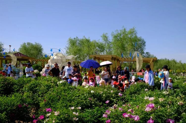 红古区牡丹节旅游（山西古县天下第一牡丹）