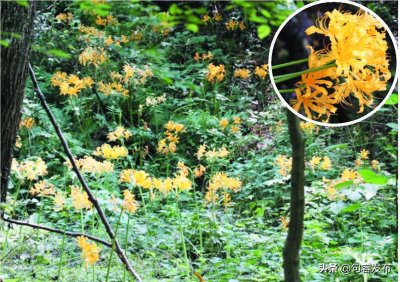 ​连日来，宝华山开满黄花石蒜，蔚为壮观