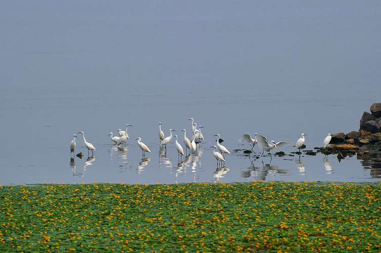2.有烟雨湖，湖里水草丰美，鱼翔浅底，鸟语花香；在烟雨湖中荡漾着游船，乘凉品茗；
