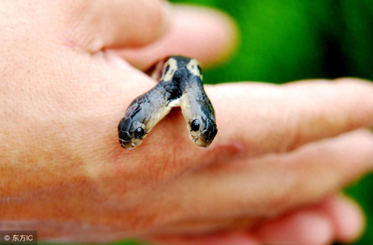 胆小慎点，最接近传说的生物：双头蛇 居然真的存在
