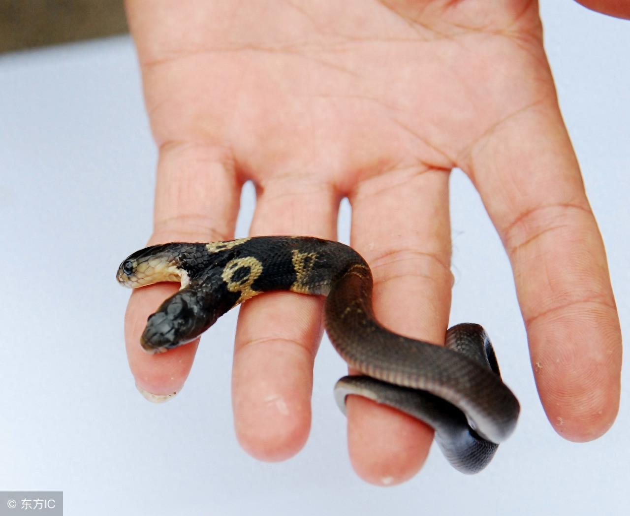 胆小慎点，最接近传说的生物：双头蛇 居然真的存在