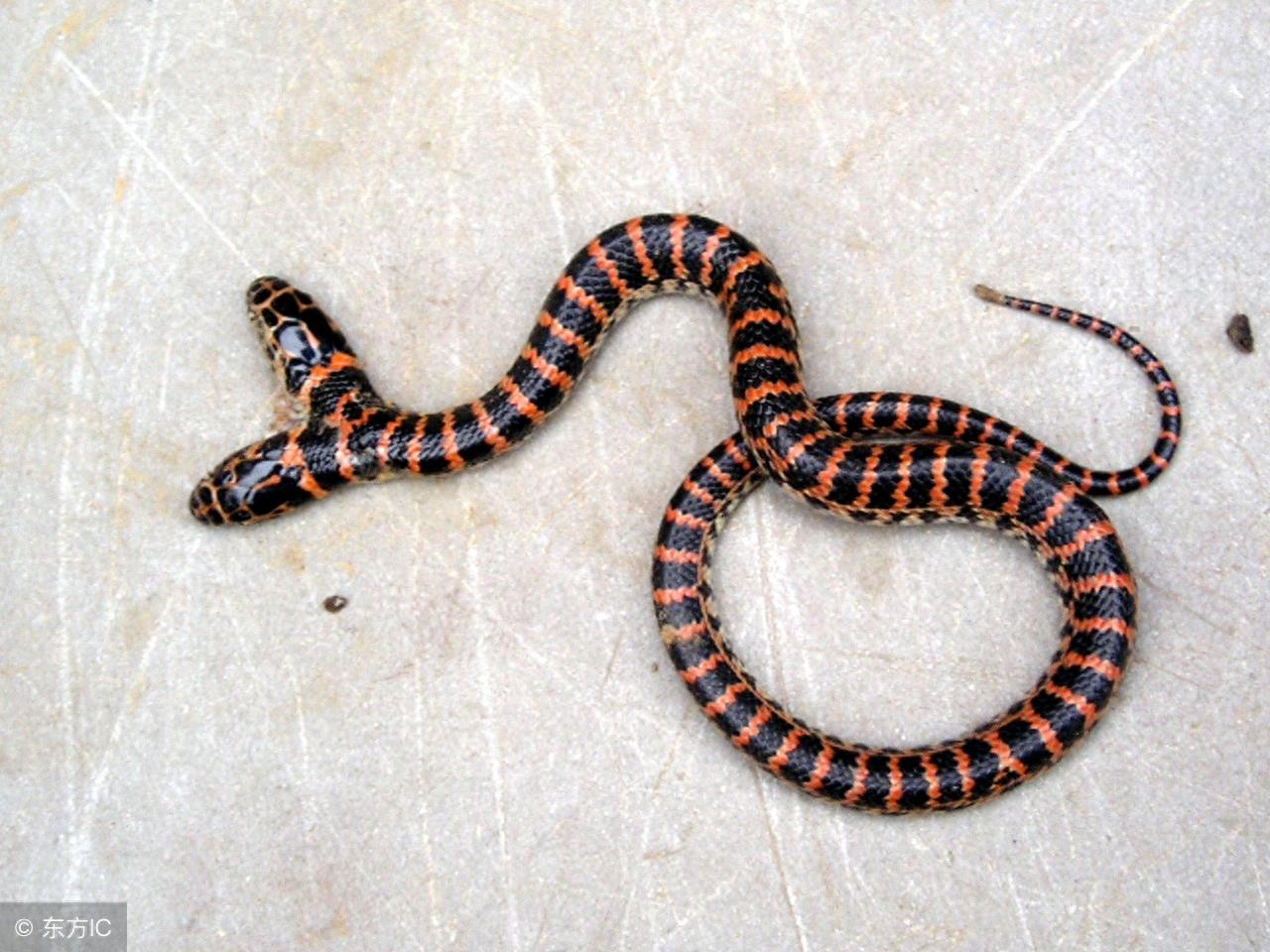 胆小慎点，最接近传说的生物：双头蛇 居然真的存在