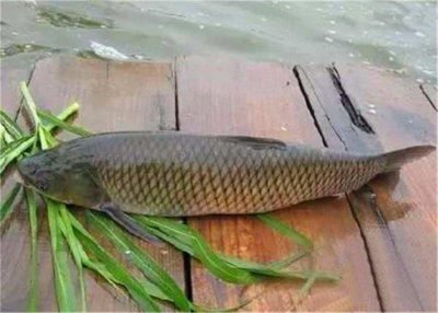 ​鲩鱼和草鱼的区别在哪里（草鱼和皖鱼到底有什么不一样）