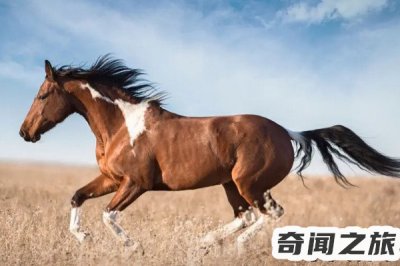 ​马蹄是指马的脚丫子还是脚指甲（脚趾端的表皮变形物由较坚硬的角质层组成）