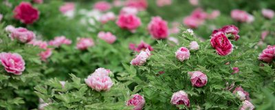 ​垫江特产有什么