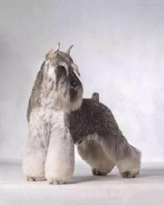 ​小型犬—迷你雪纳瑞MINIATURESCHNAUZER