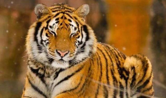 盘点西游记中不同种类的妖怪（详细叙述西游记各类动物精怪）(3)