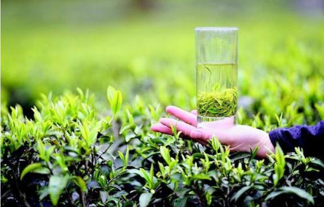 恩施玉露简介（曾经养在深闺人不识的恩施玉露）(4)