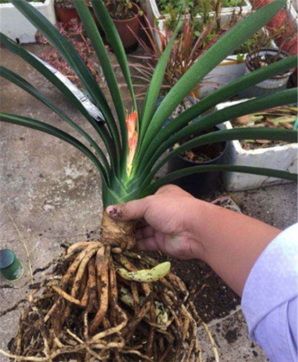 风信子夹箭是什么意思,对夹的介绍图7