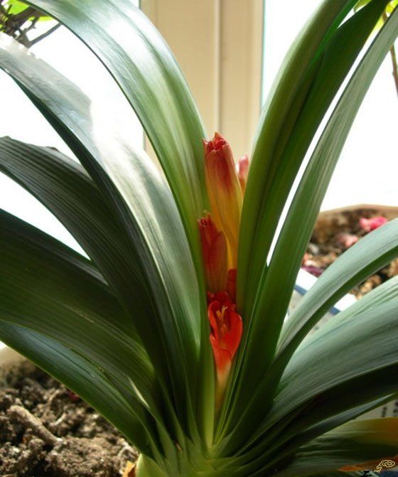 风信子夹箭是什么意思,对夹的介绍图1