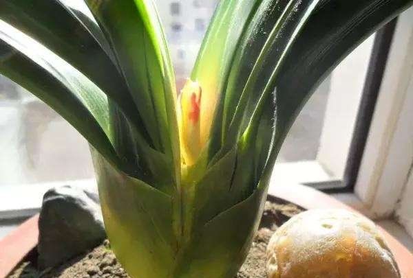 风信子夹箭是什么意思,对夹的介绍图5