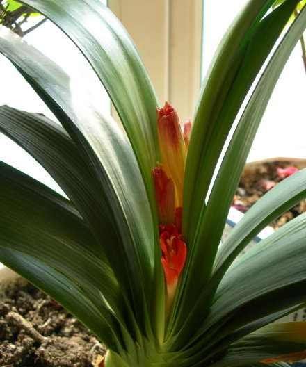 风信子夹箭是什么意思,对夹的介绍图8