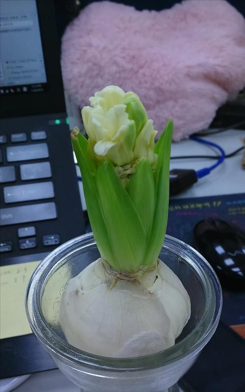 风信子花为什么枯萎