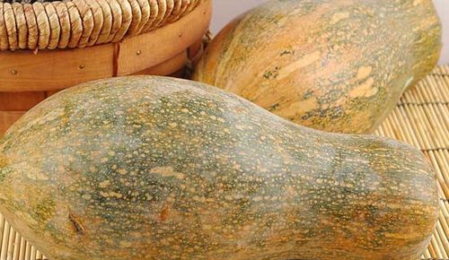 贝贝南瓜和窝瓜的区别