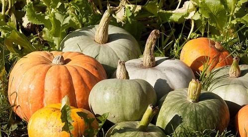 南瓜和倭瓜，金南瓜和板栗南瓜的区别？图5