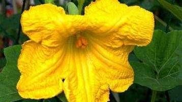 南瓜和倭瓜，金南瓜和板栗南瓜的区别？图8