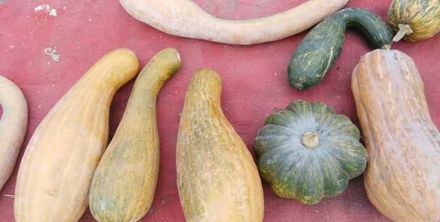 南瓜和倭瓜，金南瓜和板栗南瓜的区别？图4