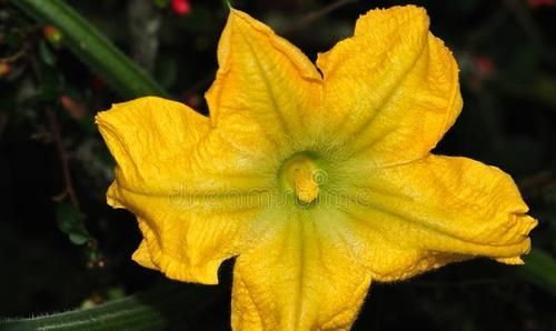 南瓜和倭瓜，金南瓜和板栗南瓜的区别？图7