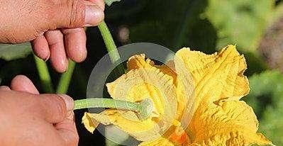 南瓜和倭瓜，金南瓜和板栗南瓜的区别？图9