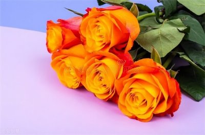 ​玫瑰花的赞美句子9个字 描写玫瑰花唯美的句子