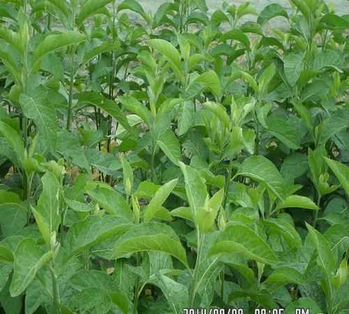 南非叶不适合什么人吃