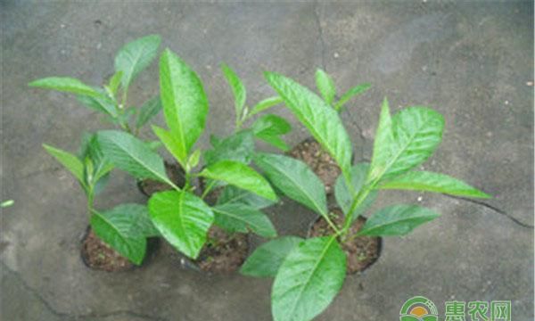 南非叶孕妇吃会影响胎儿吗