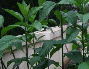 南非叶什么人不能吃,南非叶不适合什么人吃图4