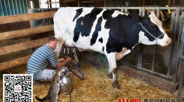 奶牛有公的吗 能挤奶吗