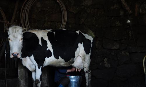 奶牛有公的吗 能挤奶吗