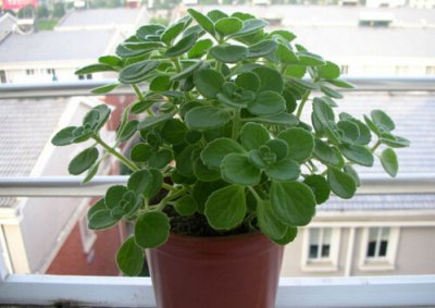 ​碰碰香有毒吗？家里有宝宝能养碰碰香吗？